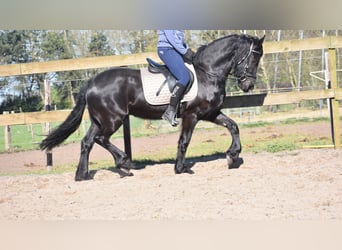 Frison, Jument, 4 Ans, 158 cm, Noir