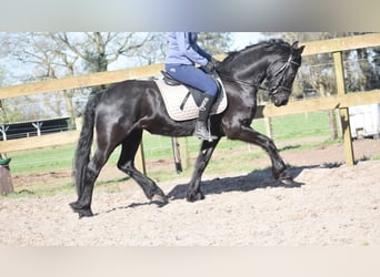 Frison, Jument, 4 Ans, 158 cm, Noir
