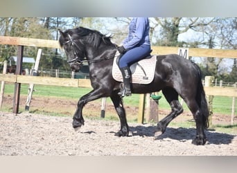 Frison, Jument, 4 Ans, 158 cm, Noir