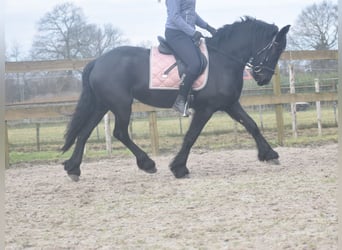 Frison, Jument, 4 Ans, 158 cm, Noir