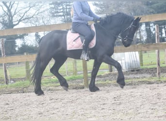 Frison, Jument, 4 Ans, 158 cm, Noir