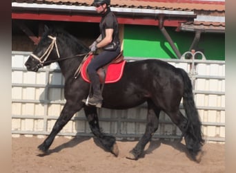 Frison Croisé, Jument, 4 Ans, 158 cm, Noir