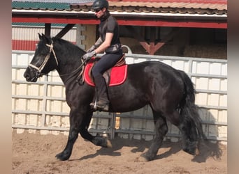 Frison Croisé, Jument, 4 Ans, 158 cm, Noir