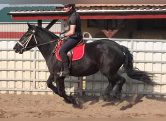 Frison Croisé, Jument, 4 Ans, 158 cm, Noir