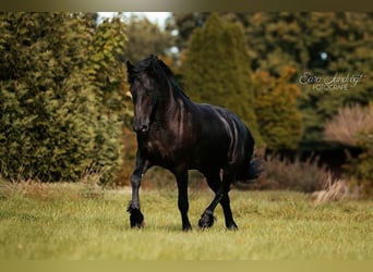 Frison, Jument, 4 Ans, 160 cm, Noir