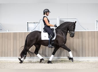 Frison, Jument, 4 Ans, 160 cm, Noir