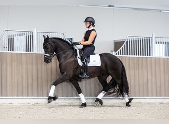 Frison, Jument, 4 Ans, 160 cm, Noir