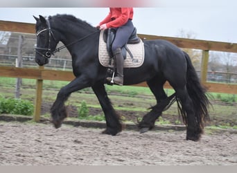 Frison, Jument, 4 Ans, 160 cm, Noir