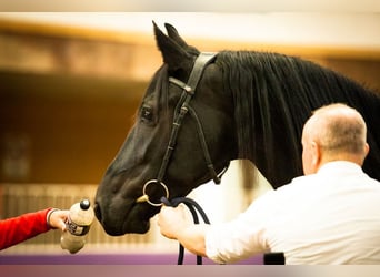 Frison, Jument, 4 Ans, 160 cm, Noir