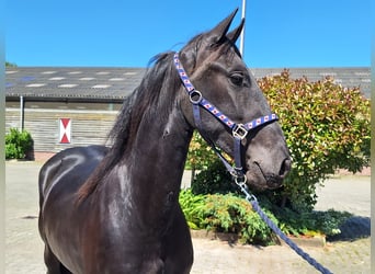 Frison, Jument, 4 Ans, 160 cm, Noir