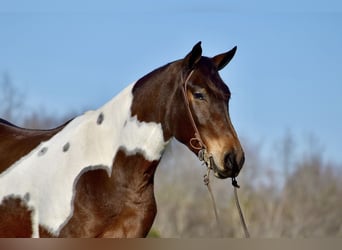 Frison Croisé, Jument, 4 Ans, 160 cm