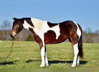 Frison Croisé, Jument, 4 Ans, 160 cm