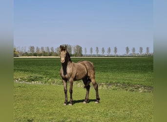 Frison Croisé, Jument, 4 Ans, 161 cm, Champagne