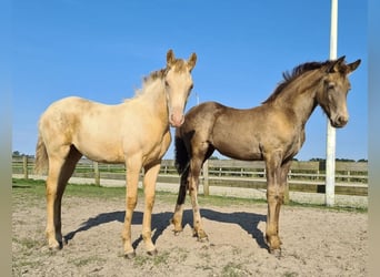 Frison Croisé, Jument, 4 Ans, 161 cm, Champagne