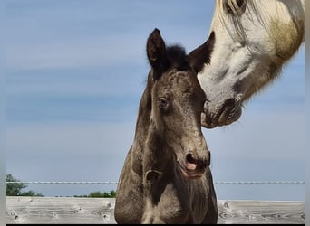 Frison Croisé, Jument, 4 Ans, 161 cm, Champagne