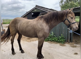 Frison Croisé, Jument, 4 Ans, 161 cm, Champagne