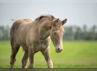 Frison Croisé, Jument, 4 Ans, 161 cm, Champagne