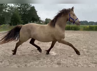 Frison Croisé, Jument, 4 Ans, 161 cm, Champagne