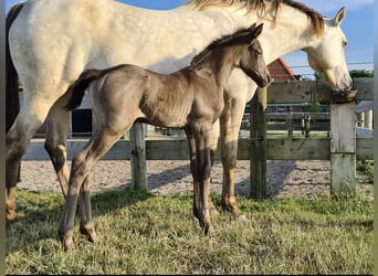 Frison Croisé, Jument, 4 Ans, 161 cm, Champagne
