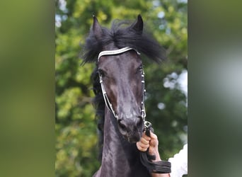 Frison, Jument, 4 Ans, 162 cm, Noir