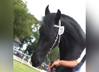 Frison, Jument, 4 Ans, 162 cm, Noir