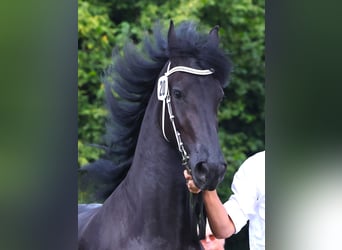 Frison, Jument, 4 Ans, 162 cm, Noir