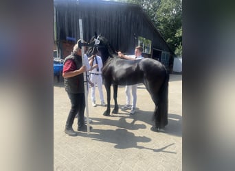 Frison, Jument, 4 Ans, 162 cm, Noir