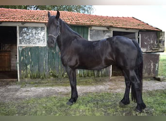 Frison, Jument, 4 Ans, 163 cm, Noir