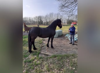 Frison, Jument, 4 Ans, 163 cm, Noir