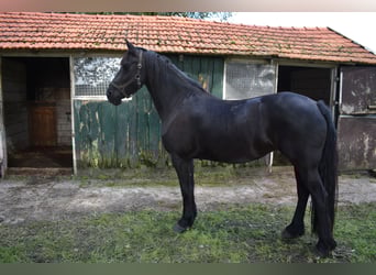 Frison, Jument, 4 Ans, 163 cm, Noir