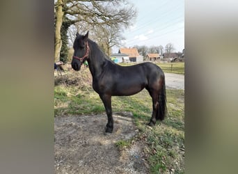 Frison, Jument, 4 Ans, 163 cm, Noir