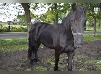 Frison, Jument, 4 Ans, 163 cm, Noir