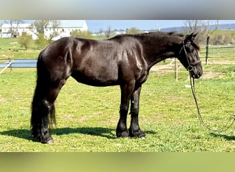 Frison Croisé, Jument, 4 Ans, 163 cm, Noir