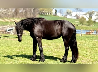 Frison Croisé, Jument, 4 Ans, 163 cm, Noir