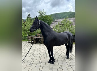 Frison, Jument, 4 Ans, 164 cm, Noir