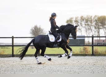 Frison, Jument, 4 Ans, 165 cm, Noir