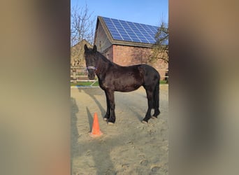 Frison, Jument, 4 Ans, 165 cm, Noir