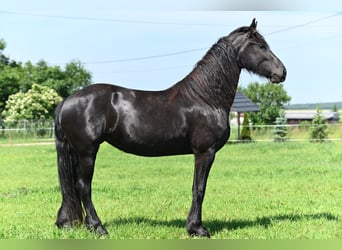 Frison, Jument, 4 Ans, 167 cm, Noir