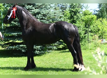 Frison, Jument, 4 Ans, 167 cm, Noir