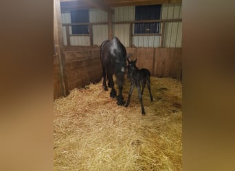 Frison, Jument, 4 Ans, 168 cm, Noir