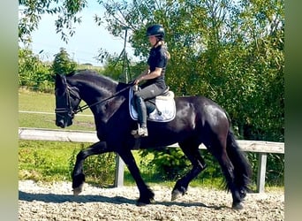 Frison, Jument, 4 Ans, 168 cm, Noir