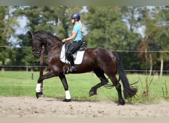 Frison, Jument, 4 Ans, 170 cm, Noir