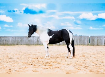 Frison Croisé, Jument, 4 Ans, 173 cm