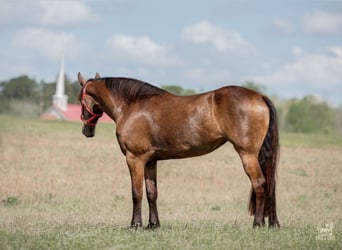 Frison Croisé, Jument, 4 Ans, Buckskin