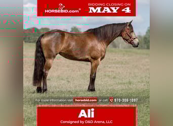 Frison Croisé, Jument, 4 Ans, Buckskin