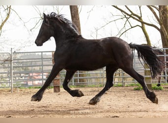 Frison, Jument, 4 Ans, Noir