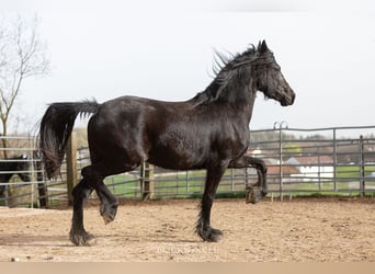Frison, Jument, 4 Ans, Noir