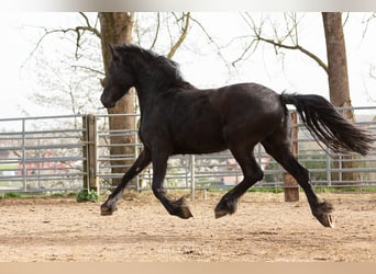 Frison, Jument, 4 Ans, Noir