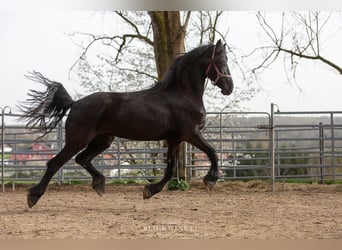 Frison, Jument, 4 Ans, Noir
