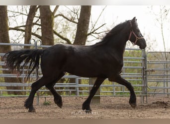 Frison, Jument, 4 Ans, Noir